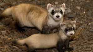 Головна ferret: догляд та технічне обслуговування, скільки живих, що годувати
